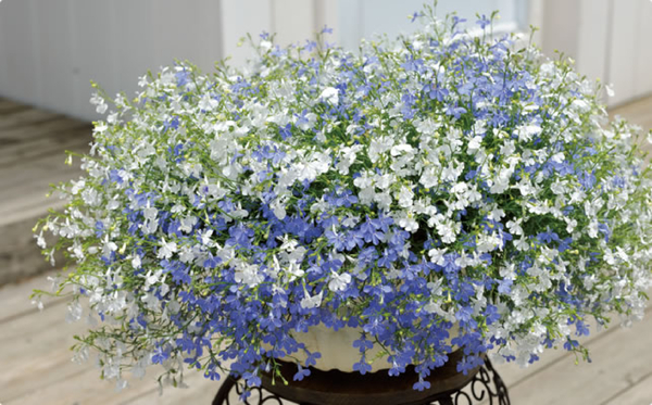 新着情報 暑い夏でも優雅に咲き続くロベリア科の花 コムハウジング